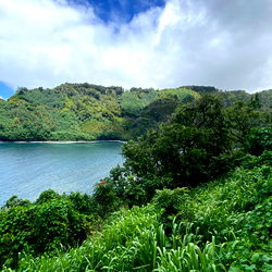 Vibrant Coastal Scenery from Happy Feet Las Vegas