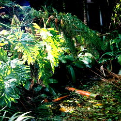 A Lush Tropical Paradise - Fans Only Model Photo