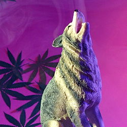 Stonerwolf, a Model on OnlyFans with an Eye for Art