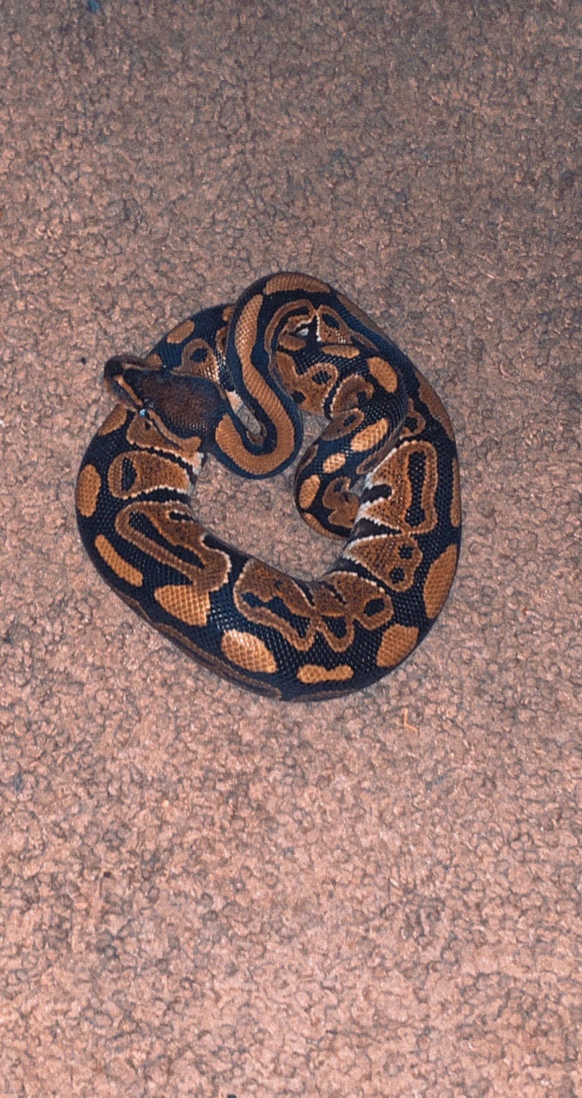 Ashuntee Envie photo