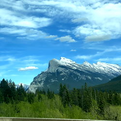 Angel Swallows photo