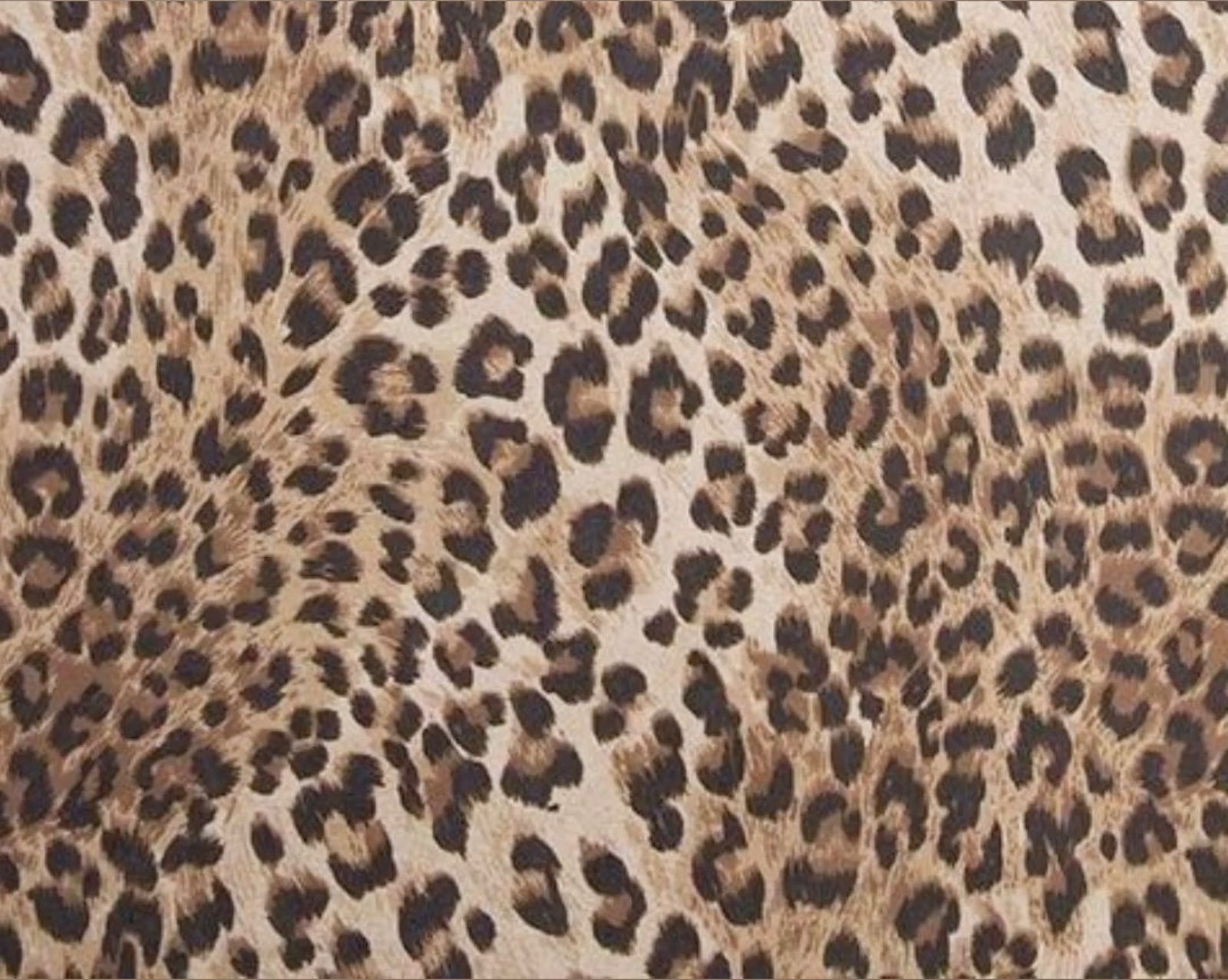 𝓼𝓱𝓪𝔂. ☆ photo