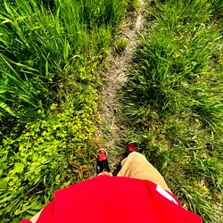 Vermont Footpath Through Lush Greenery