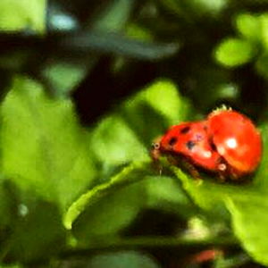 cream ( โข )( โข ) photo