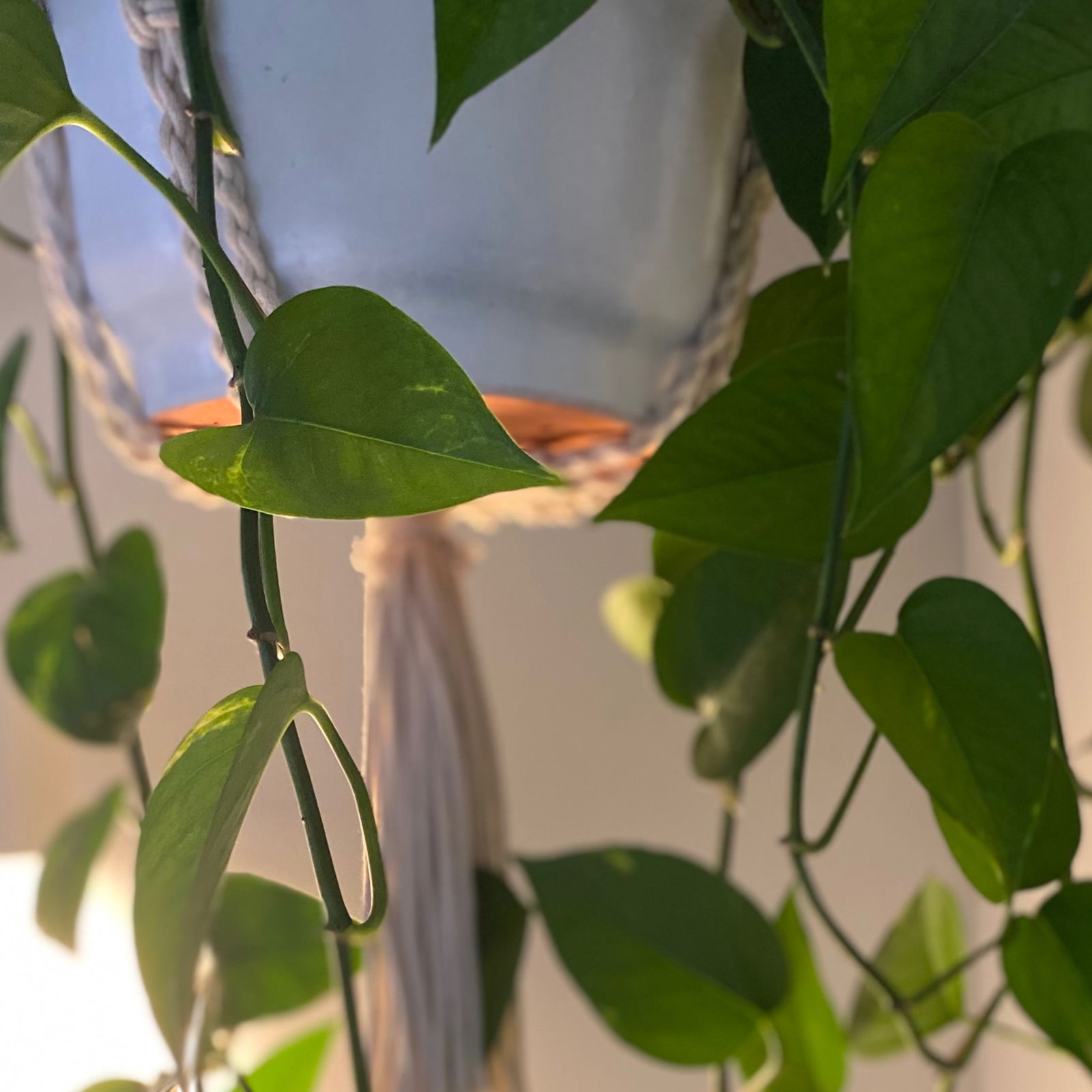 Juice Box 🧃 photo