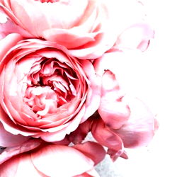 Amelia H. - Amelia Rose