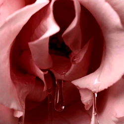 💋𝓁𝒾𝓁𝓈𝓉𝒶𝒸 💋 photo