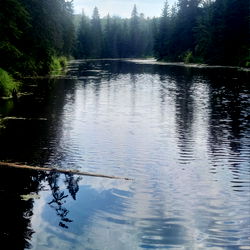 UNDRtheterrytree photo