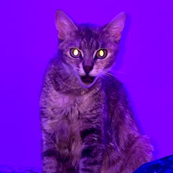 OnlyFans Model Evotus Striking a Pose