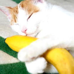 DoriHot's Adorable Cat with Bananas