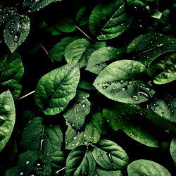 AncientEarthMama photo