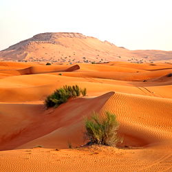 Horny Arab Men photo