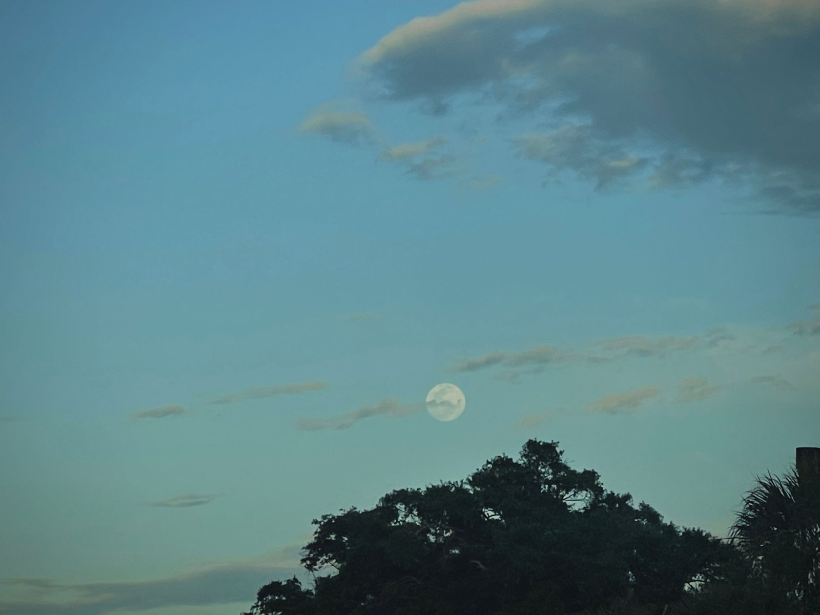 Rosalie 🏳️‍⚧️ photo