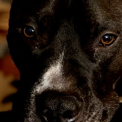 Chicago Model Lil Spice