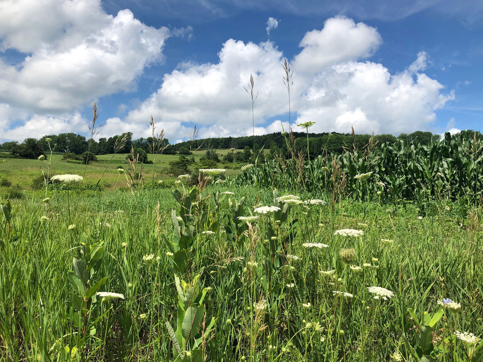 frog💘🏳️‍⚧️ photo