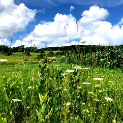 Nature's Serene View