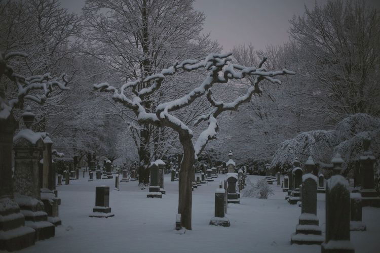 Ariel Morningstar photo