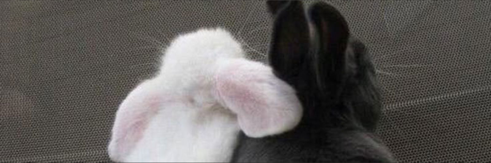 buns ⋆˚🐾˖ photo