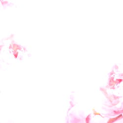 Pink Flowers in a Large Vase