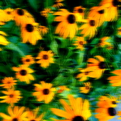 Vibrant Sunflower Field