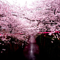 Princess Valentina photo