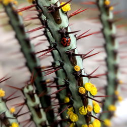 Vivid Cactus with Yellow Flower and Red Spines