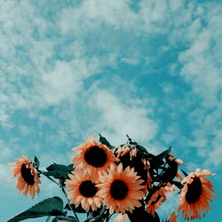 Vibrant Angelbaby in a Field of Sunflowers