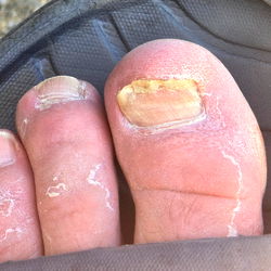 Bear Bunz' Tahoe Adventure