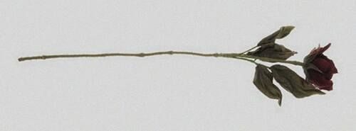 Foot Feddish Lover photo