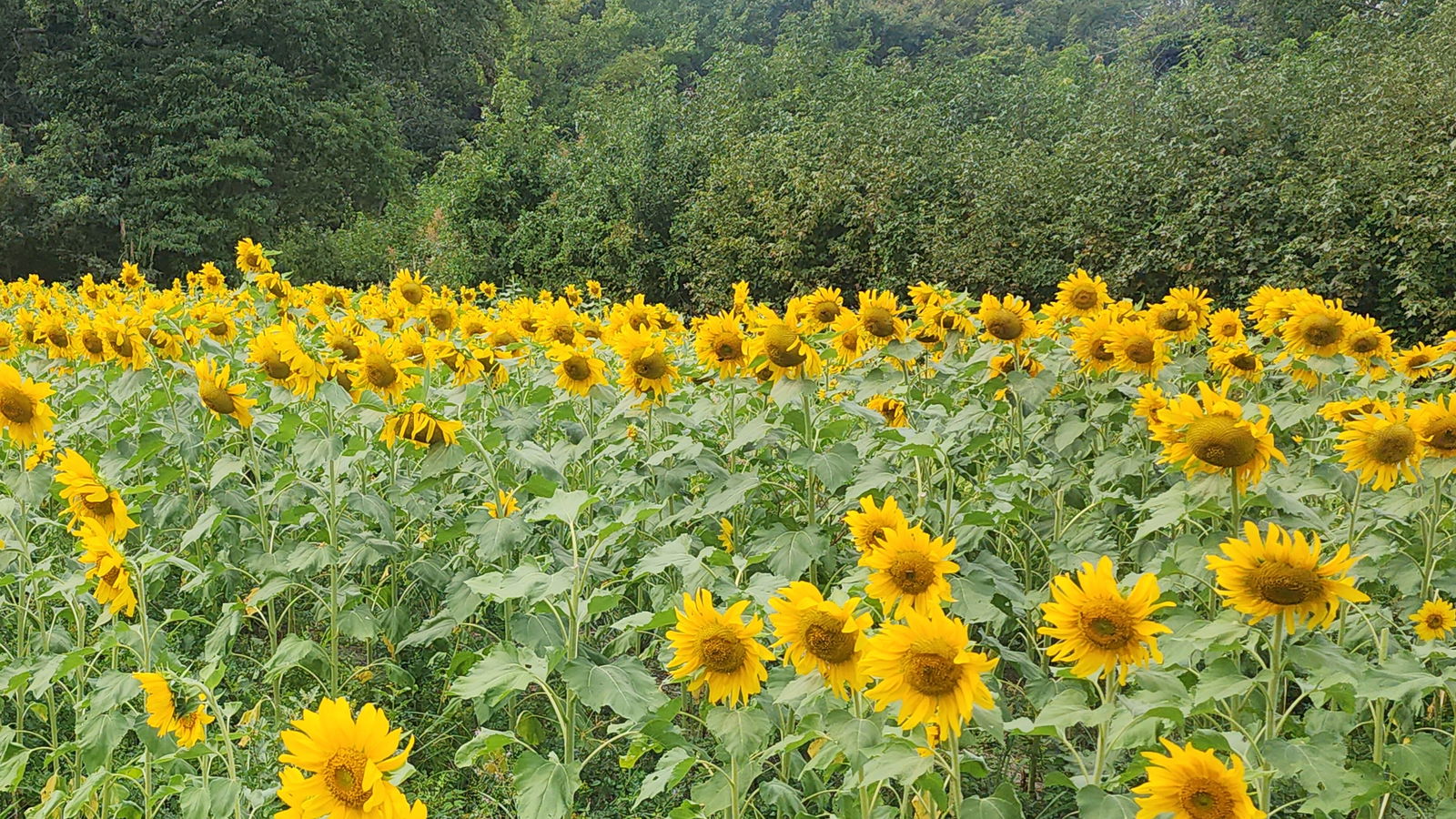 Seth((Delta))Eden photo