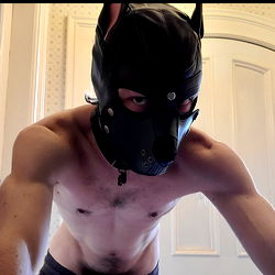 Rocket the Smut-Mutt photo