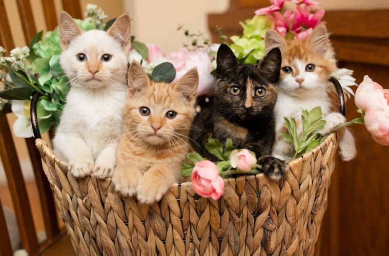 Allie Anders VIP photo