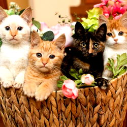 Allie Anders VIP photo