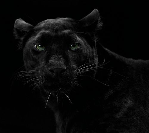 Dajai Anderson photo