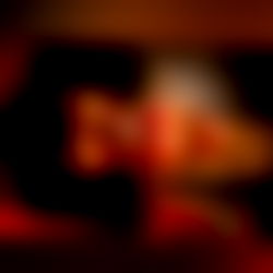 โงโพ ๐๐๐๐ถ๐๐พ๐ ๐ฑ๐พ๐
๐๐ โ photo