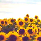 โ jessa furches โ photo