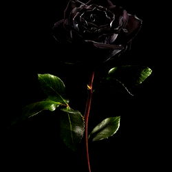 Anonymous couple photo