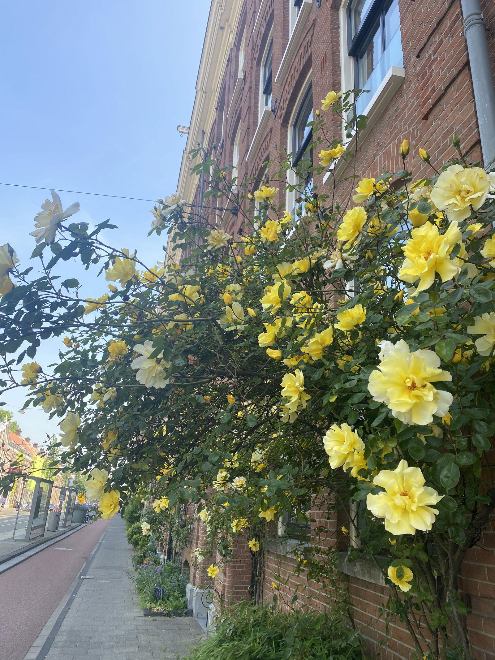 Secretgard3nfairy photo