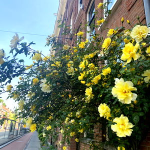 Secretgard3nfairy photo