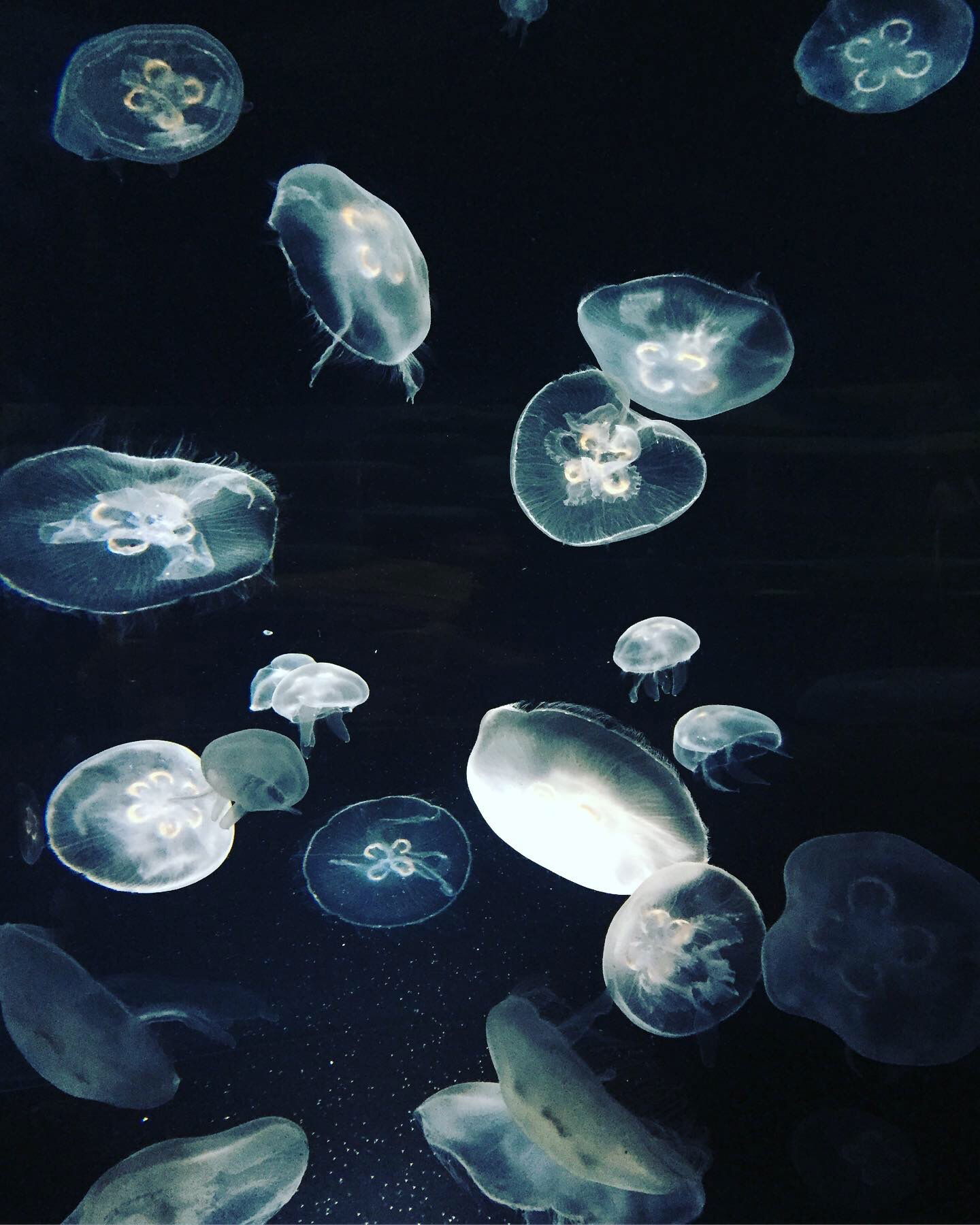 Miss Asian | Kate photo