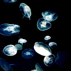 Miss Asian | Kate photo