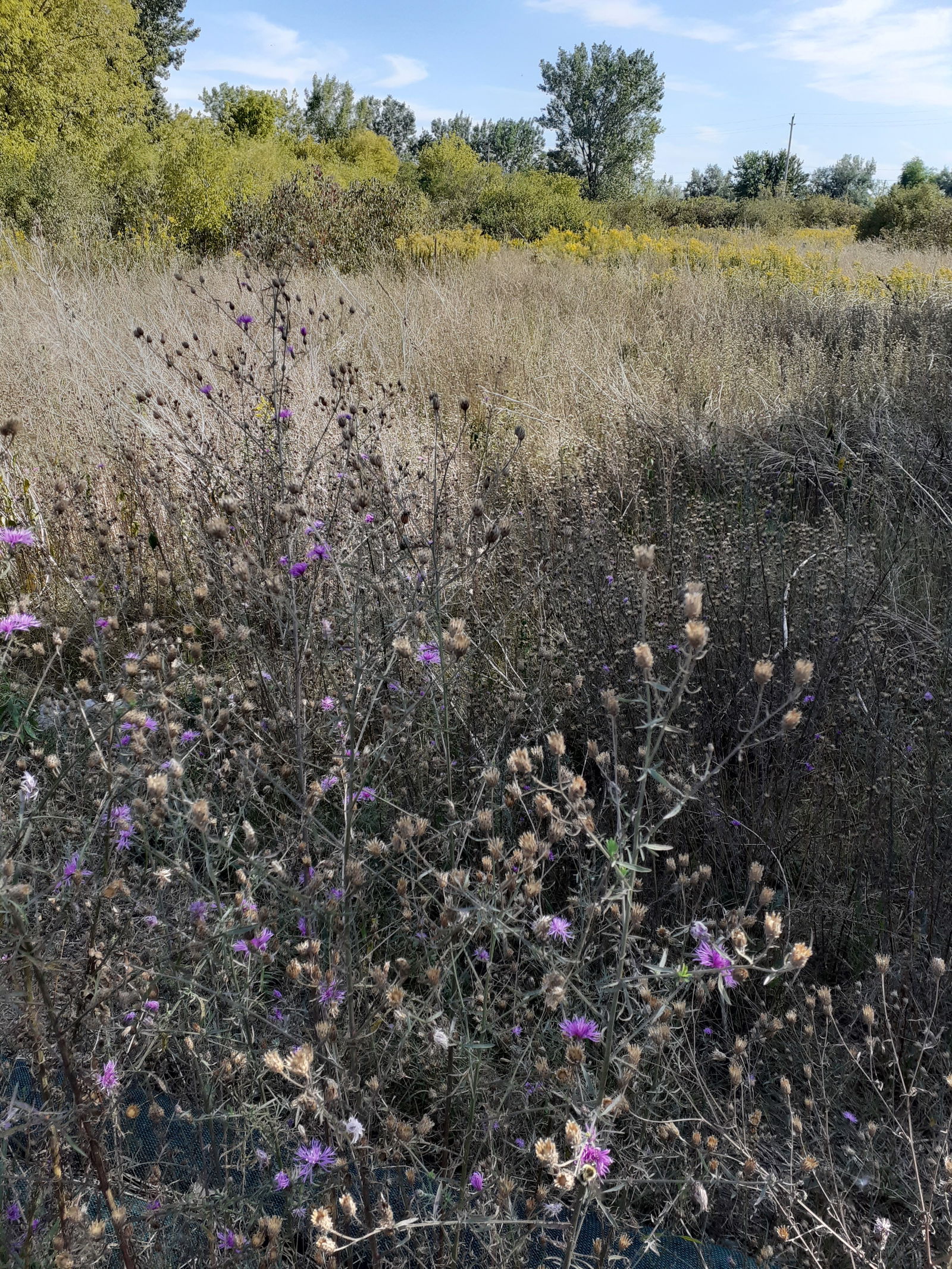 Andrea Lanfranco photo