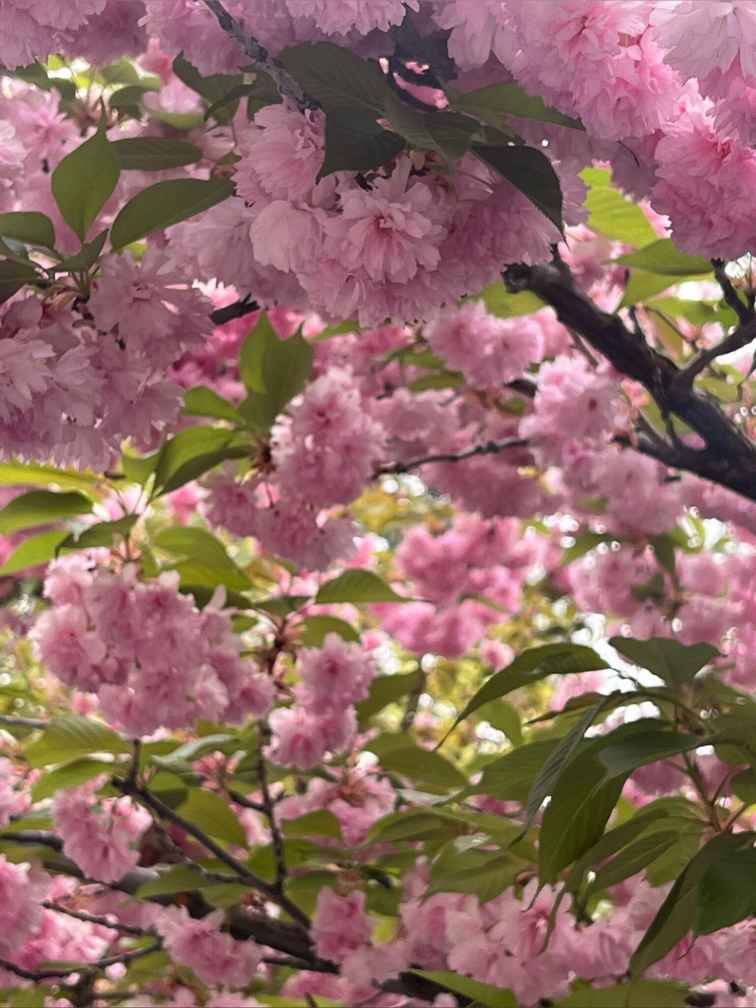 akuma (*¯ ³¯*)♡ photo