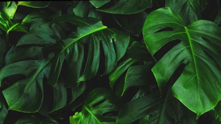 Aurora Luna 🐉 photo