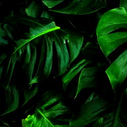 Aurora Luna 🐉 photo