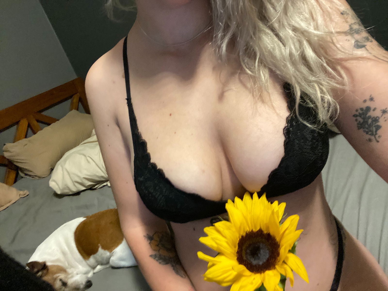 Sunflowerkitten photo