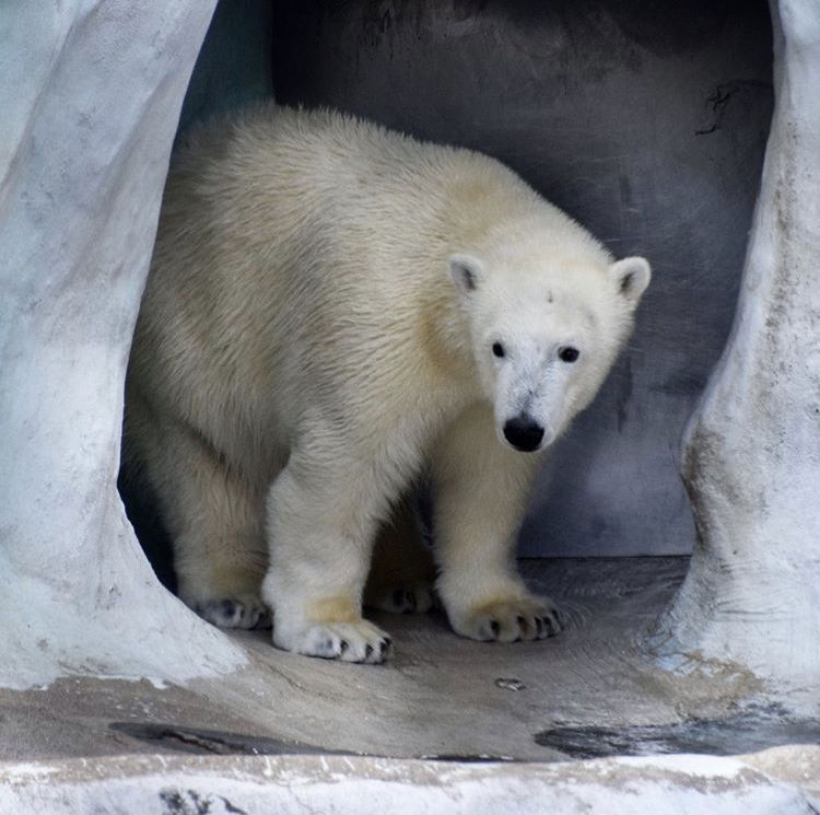 Nanuq@3);&amp; photo