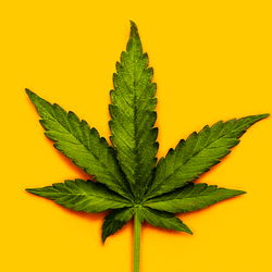 After Dark High Times photo