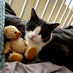Jam, A Cat with a Toy Teddy Bear