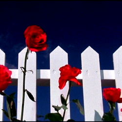 💘 Valentine💘 photo